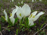 ���m�Ԃł���B